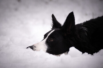 Border collie is lying in snow. Winter photo from czech castle Konopiste. I love dogs on snow.