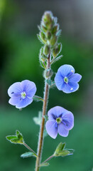 Veronica chamaedrys blooms in nature