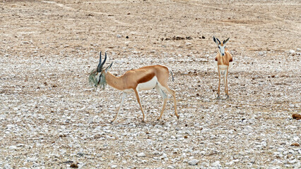 Springbok with camouflage on the horns
