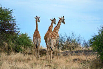 Naklejka na ściany i meble Three giraffes from the back 