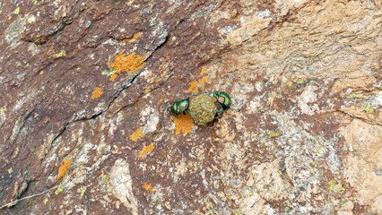 2 Sacred scarab working together

