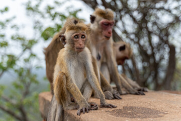 Eine Familie von Affen sitzt auf einer Mauer in Sri Lanka