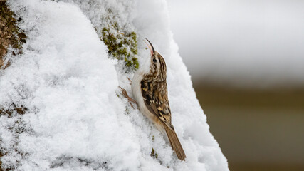 Baumläufer, bird, natur, wild lebende tiere, winter, schnee, tier, wild, schnabel, 