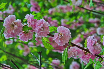 Delicate pink flowers of a glandular cherry (prunus glandulosa), shrub, belongs to the Rosaceae...