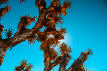 The Joshua Tree