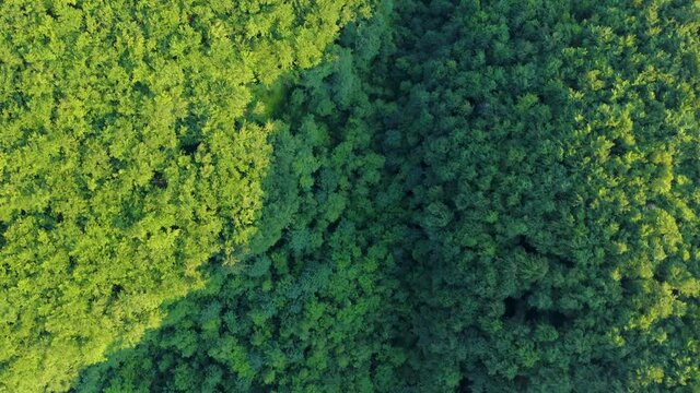 Aerial top view of green deciduous forest on a summer day. Bird's eye view of green deciduous forest.