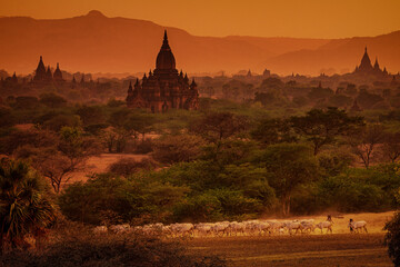 MYAUKI GUNI TEMPLE, SUNSET, TEMPLES OF BAGAN, MYANMAR - 08 April 2014: Cattle herd return home across plains in foreground of historic temples. Shot in west direction from  Pyathetgyi Pagoda roof top.