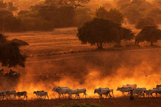 SUNSET, TEMPLES OF BAGAN, MYANMAR - 20 January 2016: Cattle return home across plains in foreground of historic temples. In west direction from  Pyathetgyi Pagoda roof top.