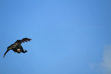Indian Female peacock is flying from the tree and blue sky on the background. Indian Female peacock is flying