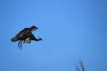 Indian Female peacock is flying from the tree and blue sky on the background. Indian Female peacock is flying
