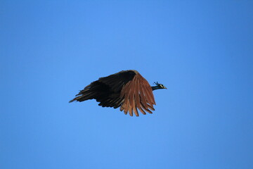 Indian Female peacock is flying from the tree and blue sky on the background. Indian Female peacock is flying