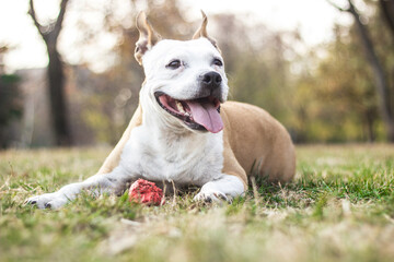 Portrait of happy and cute American Staffordshire Terrier