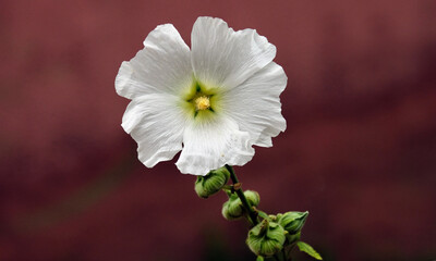 White mallow flower