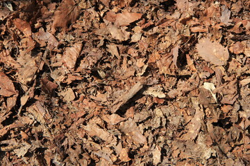 細かく砕けて土に戻りつつある落葉に覆われた地面
