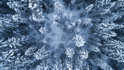 Beautiful winter landscape with trees under heavy snow. Snow covered forest in cold weather.