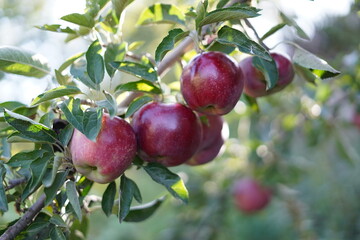 tree branch in an apple