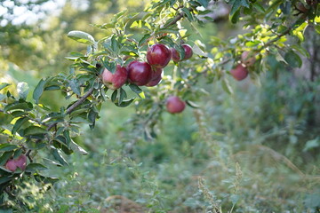 tree branch in an apple