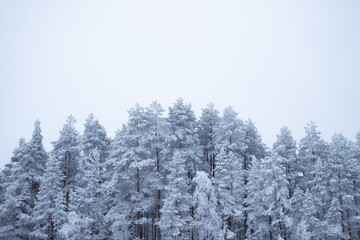 Beautiful winter landscape with snow covered trees. White wood covered with frost.