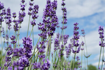 Bright beautiful natural blooming lavender on the field, flowers, buds, stems, summer time