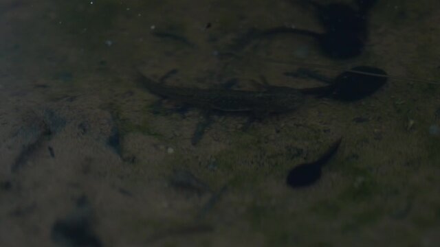 Alpine newt preying a worm in a puddle