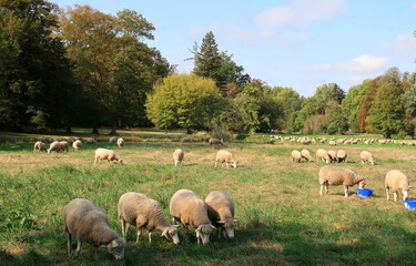 Obraz premium parc, jardin, forêt et château de Rambouillet dans les Yvelines (France)