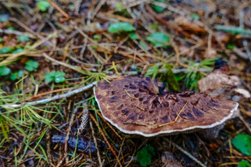 hawks wing mushroom on the forest floor in autumn