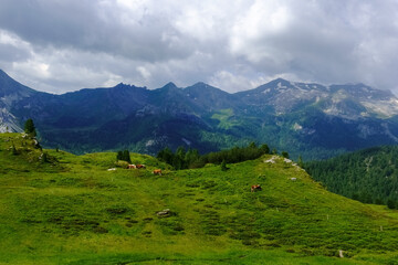 Naklejka premium green meadow with cows in the mountains with rain clouds