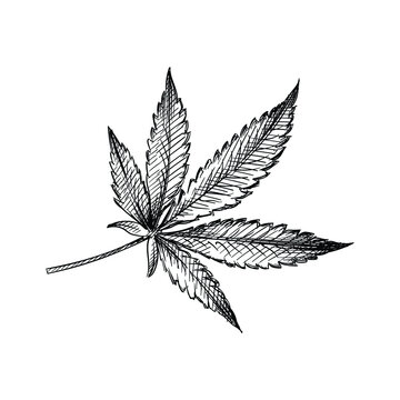Hand drawn sketch of Marijuana Leaf on a white background. Weed smoking tools. Marijuana smoking. Cannabis