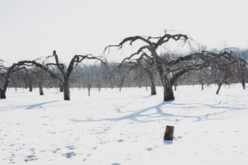 Apple trees in the winter garden