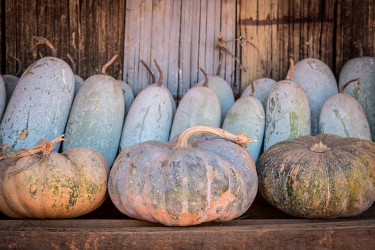 AKHA HILL TRIBE, HOKYIN VILLAGE, MYANMAR - 15 January 2020: Seasonal pumpkin is stored outside house as part of hill tribe staple diet.