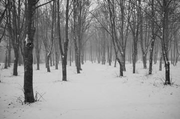 Obraz premium black and white winter atmosphere of forest, trees, flying snow, blizzard snowfall