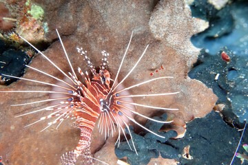 Pterois antennata Antennen-Feuerfisch