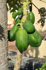 Papayas am Papayabaum