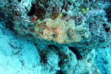 Baumschnecke Marionia  spec.