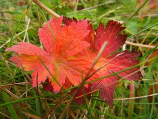 Red maple leaves