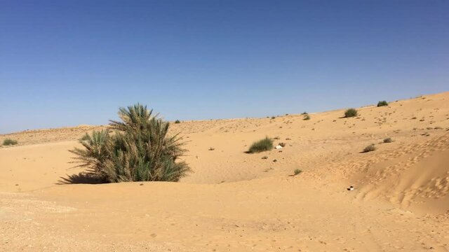 Desert landscape of North Africa Bechar Algeria, sandy Taghit desert