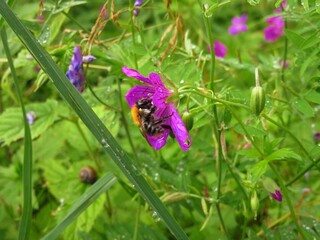 Bumblebee on flower