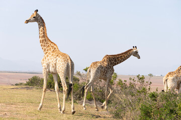 giraffe in the savannah