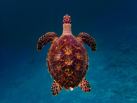 Sea turtle, Maldives, Lakkadive Sea, Indian Ocean.