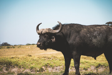 buffalo in the field