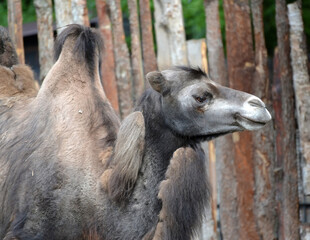 Obraz premium Portrait of a two-humped camel against a wooden hedge