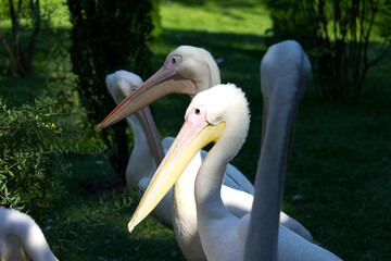 Pelican bird at summer day. Wild bird