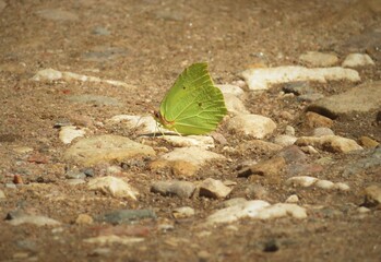 Butterfly on the road