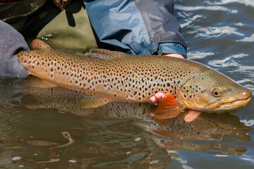Large solitary Brown Trout being released back into the blue ribbon Bow River in Calgary, Alberta