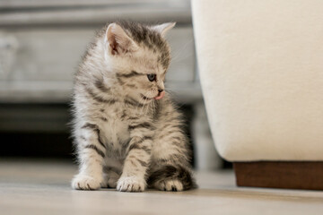 Cute newborn kitten, white with grey stripes licking his nose