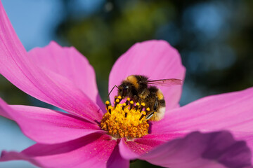 
bumblebee