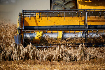 harvester working on wheat field
