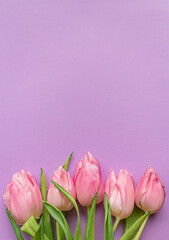 Tender pink tulips on bottom of pastel violet background. Flat lay. Copy space. Concept of international women's day, mother's day, easter