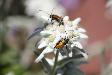 Leontopodium With Bugs