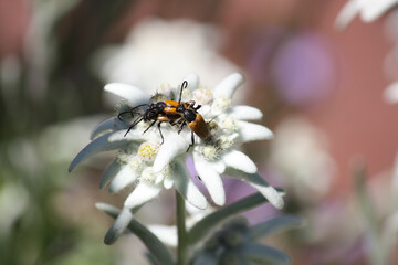 Leontopodium With Bugs